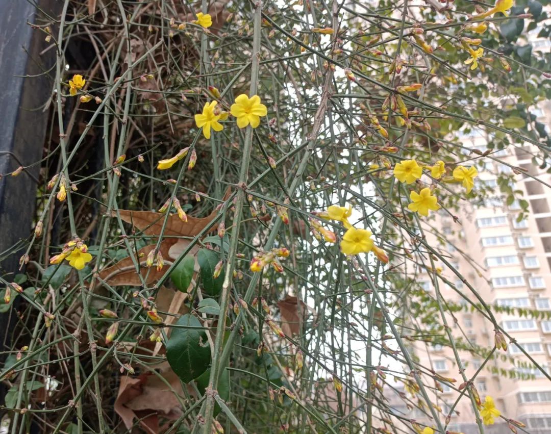 迎春花開,奔赴希望之約 迎春花開,奔赴希望之約